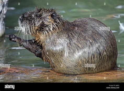 Rodent Rat Muskrat Musk Mammal Rodent Skin Rat Muskrat Musk