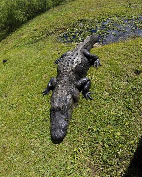 Premium Photo | Alligator in the everglades