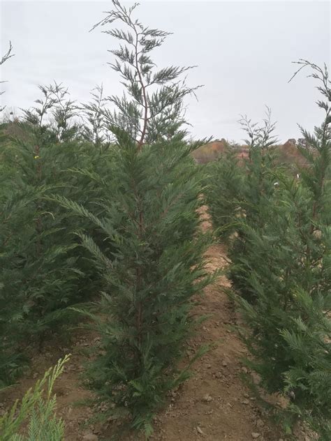 Chiparos Leylandii,Leyland,Leylandi ,Leiland Cluj-Napoca • OLX.ro