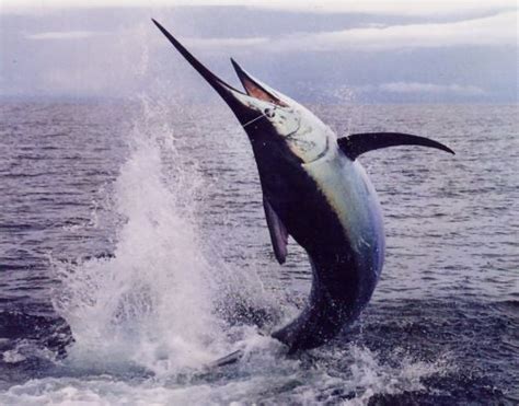 Blue Marlin Facts | Atlantic Blue Marlin Diet, Behavior, Habitat ...