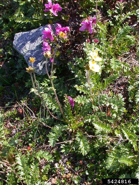 Ross Avens Geum Rossii