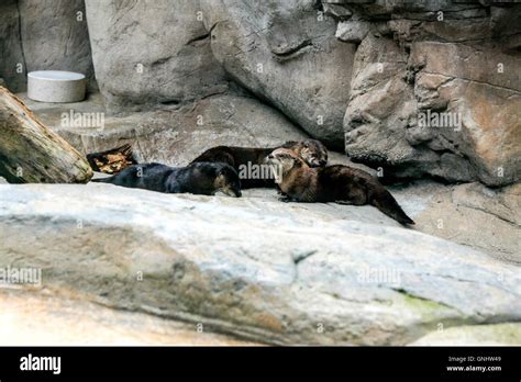 Family of Otters at the Tennessee Aquarium in Chattanooga Stock Photo ...