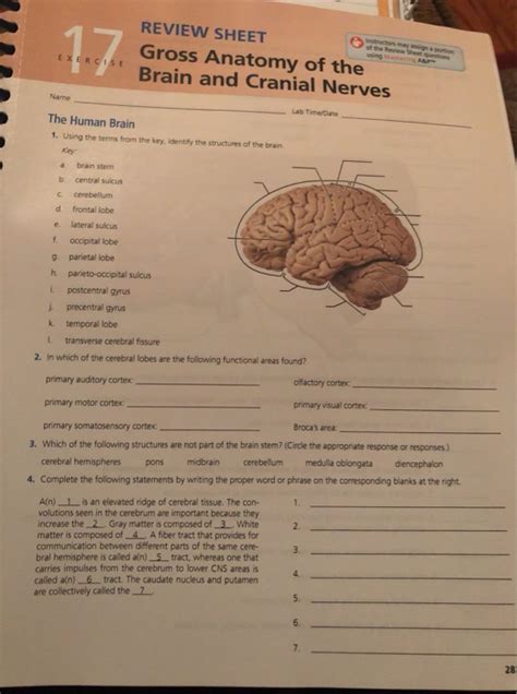 Review Sheet Exercise Gross Anatomy Of The Brain And Cranial Nerves