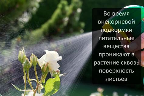 Удобрения на основе гуминовых кислот - Diptera