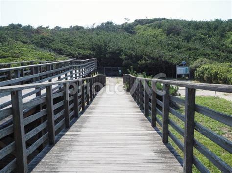 鹿島灘海浜公園・松林の中の木道橋・鉾田市 No 27470807｜写真素材なら「写真ac」無料（フリー）ダウンロードok