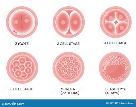 Fertilized Egg Development Cartoon Vector | CartoonDealer.com #29952395