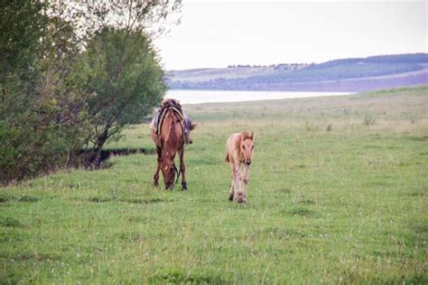 Yegua Con Un Potro En Un Prado En Un D A De Verano Lago Y Una Monta A