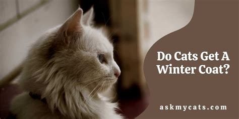 Do Cats Get A Winter Coat Important Facts