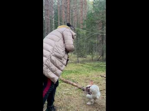 Петушара - YouTube