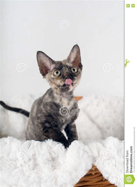 Purebred Devon Rex Kitten Stock Photo Image Of Studio 79540080