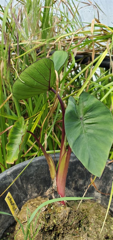 Colocasia Esculenta Hawaiian Punch Hawaïen ou oreille d éléphant ou