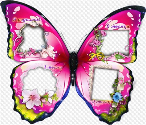 Photo Frame Butterfly Frame Template Four Pictures Psd Png Download