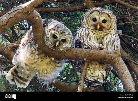 Mother Owl Hi Res Stock Photography And Images Alamy