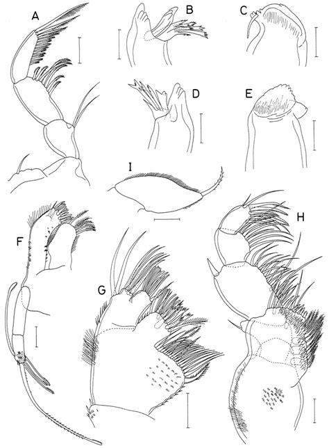 Apseudomorpha Magna N Sp Female A Palp Of Left Mandible B Pars Download Scientific