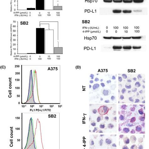 Interferon Ifn Stimulation Upregulates The Expression Of Cd In