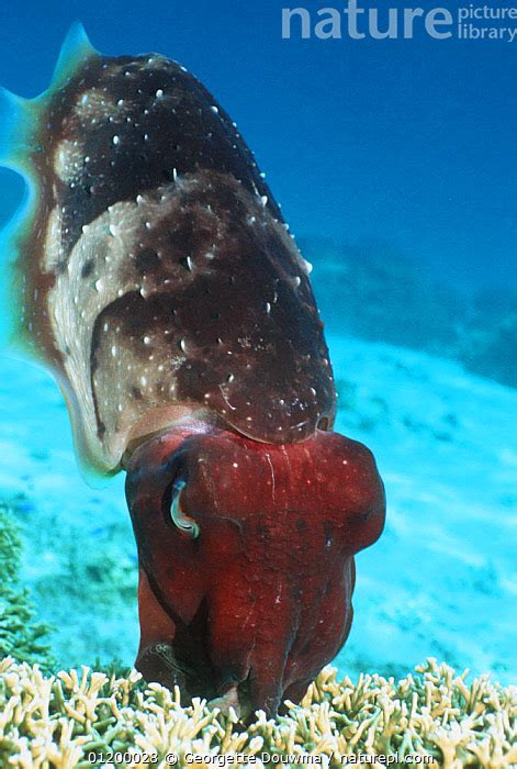 Stock Photo Of Broadclub Cuttlefish Sepia Latimanus Female Laying Egg