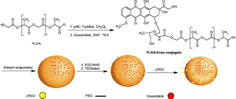 Schematic Route Of Preparation Of Dox Plga Peg Rgd Nanoparticles