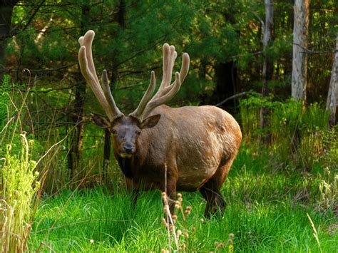 An Elk Eating In Its Habitat | Smithsonian Photo Contest | Smithsonian ...