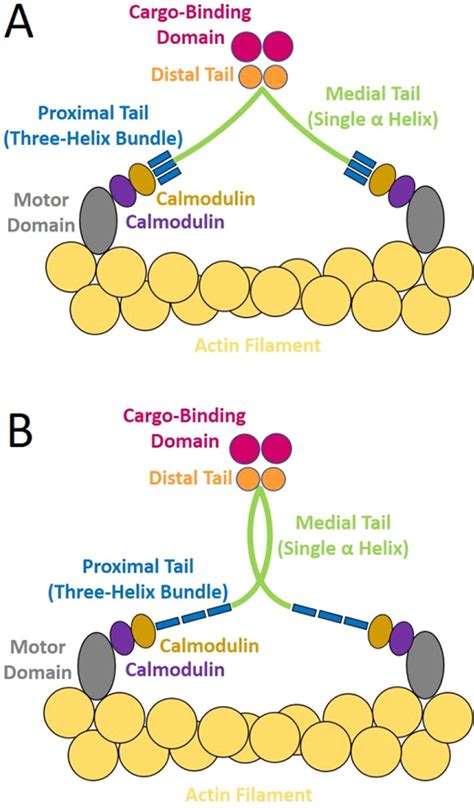 Landscape Based View On The Stepping Movement Of Myosin Vi The