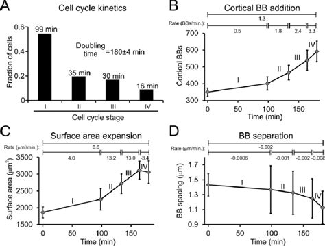 The dynamics of Tetrahymena BB organization. (A) The fraction of cells ...