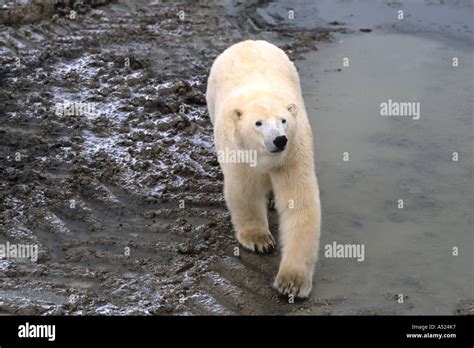 Curious Polar Bear Close Encounter As Bear Walks Close By People At