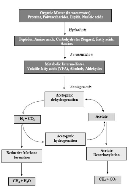 Anaerobic Process Of Wastewater Treatment Depicting Both Download