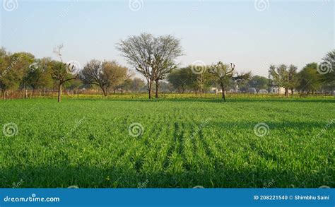 Vegetativo Verde De Trigo O Cebada Solo En Pie En Campos Sin