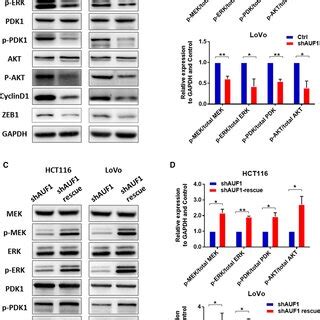 Auf Regulated Colorectal Cancer Crc Through The Erk And Akt