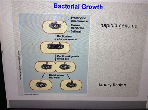 Tp1 Introduction To Microbiology Flashcards Quizlet