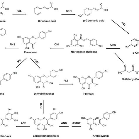 Systematic Representation Of Flavonoid Biosynthesis Pal Phenylalanine