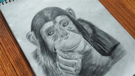 Gorilla Pencil Drawing