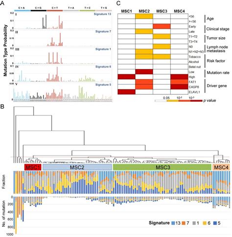 Mutational Signatures Of 120 Oral Cancers A Five Mutational