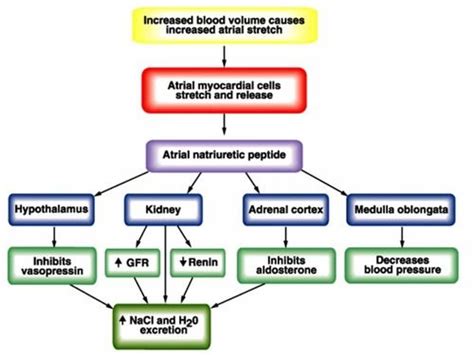 Pathophysiology Terminology Chapter Fluid Electrolyte And Acid