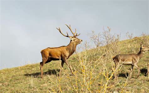 Cerf 10 Cors Bernard VASSEL Flickr