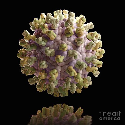 West Nile Virus Structure