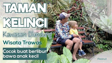 TAMAN KELINCI DLUNDUNG WISATA TRAWAS YouTube