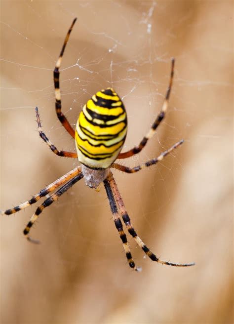 Araña negra y amarilla imagen de archivo Imagen de toscana 1669739