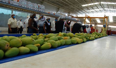 Sinaloa Mayor Productor De Mango En 2023 Productores Mexicanos Baten