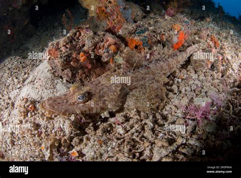 Crocodile Flathead Cymbacephalus Beauforti Lekuan Dive Site Manado