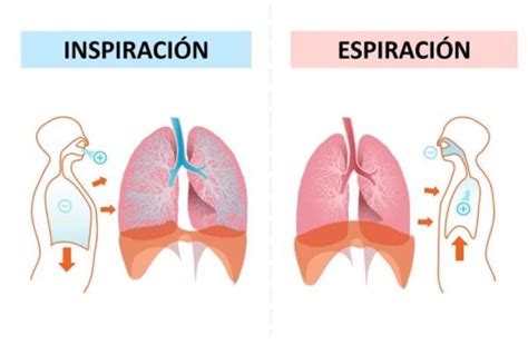 MÉRIDA SCIENCE 1BTO LA EVOLUCIÓN Y VENTAJAS DE LOS PULMONES FRENTE A