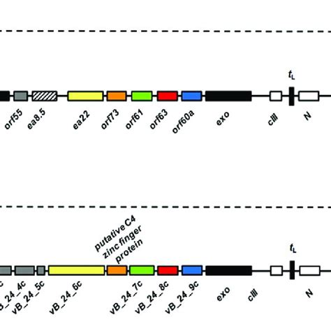 Maps Of Genes And Open Reading Frames Orfs From The Region Located