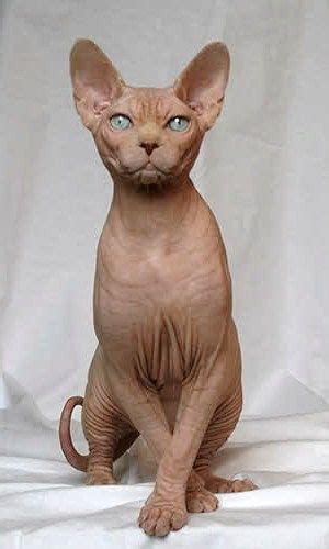 Sphynx Wikipedia Sphynx Cat Gorgeous Cats Cats