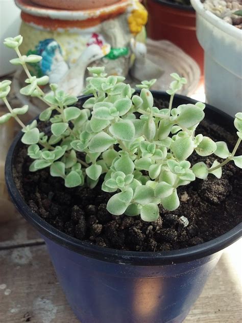 Crassula Petit AKUPANA