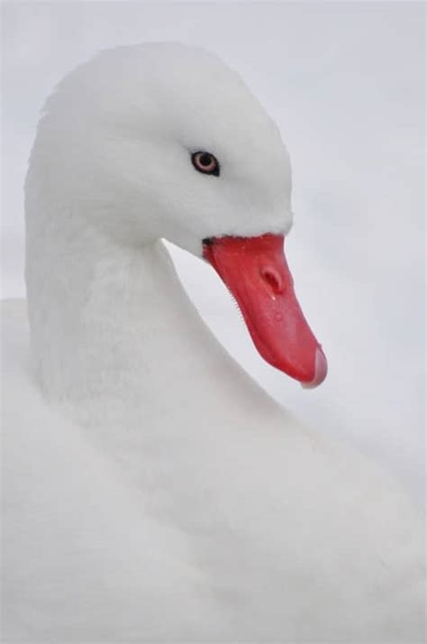 Coscoroba Swan - British Waterfowl Association