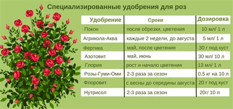 Чем подкормить розы в июне, в середине лета и осенью?