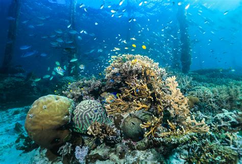 What Are Coral Reefs? The Importance of Marine Ecosystems - La Galigo