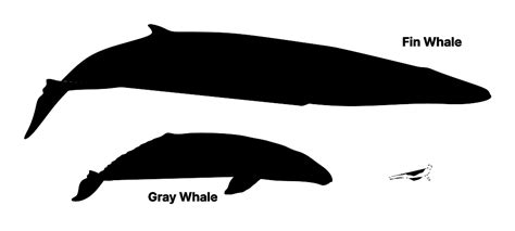 Gray Whale Eschrichtius Robustus Dimensions And Drawings