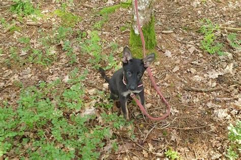 Weil Er Blind Ist Welpe Nemo Herzlos Im Wald Ausgesetzt