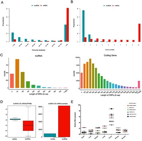 Characterization Of Long Non Coding Rnas Lncrnas And Messenger Rnas