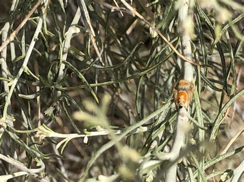 Apache Jumping Spider From Antelope Island State Park West Bountiful